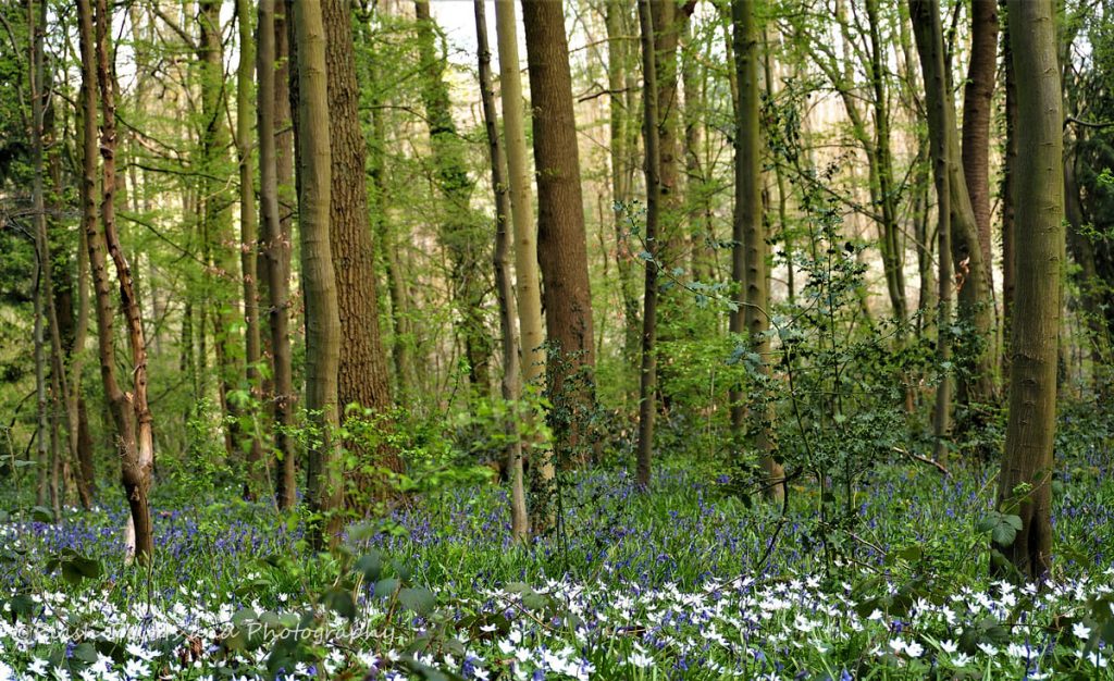 stevenage rid woods with flowers-plash-photography