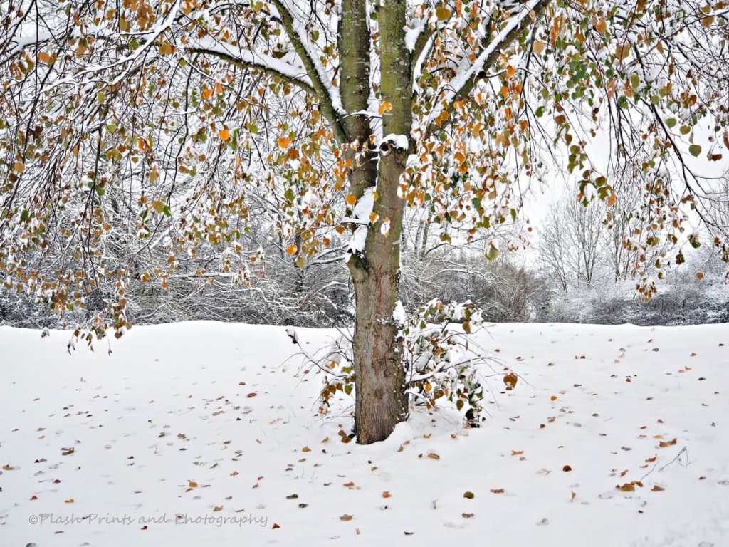 stevenage snow tree -plash-photography