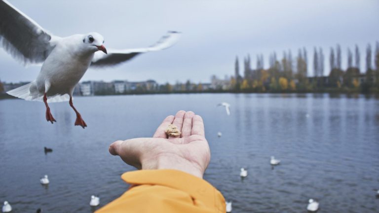 Birds in Stevenage