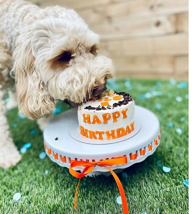 Celebrating-doggy-birthday-with-doggy-birthday-cake-by-Goldie-Pets-Bakery jpg